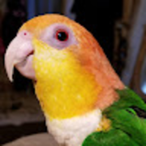 mikgo74